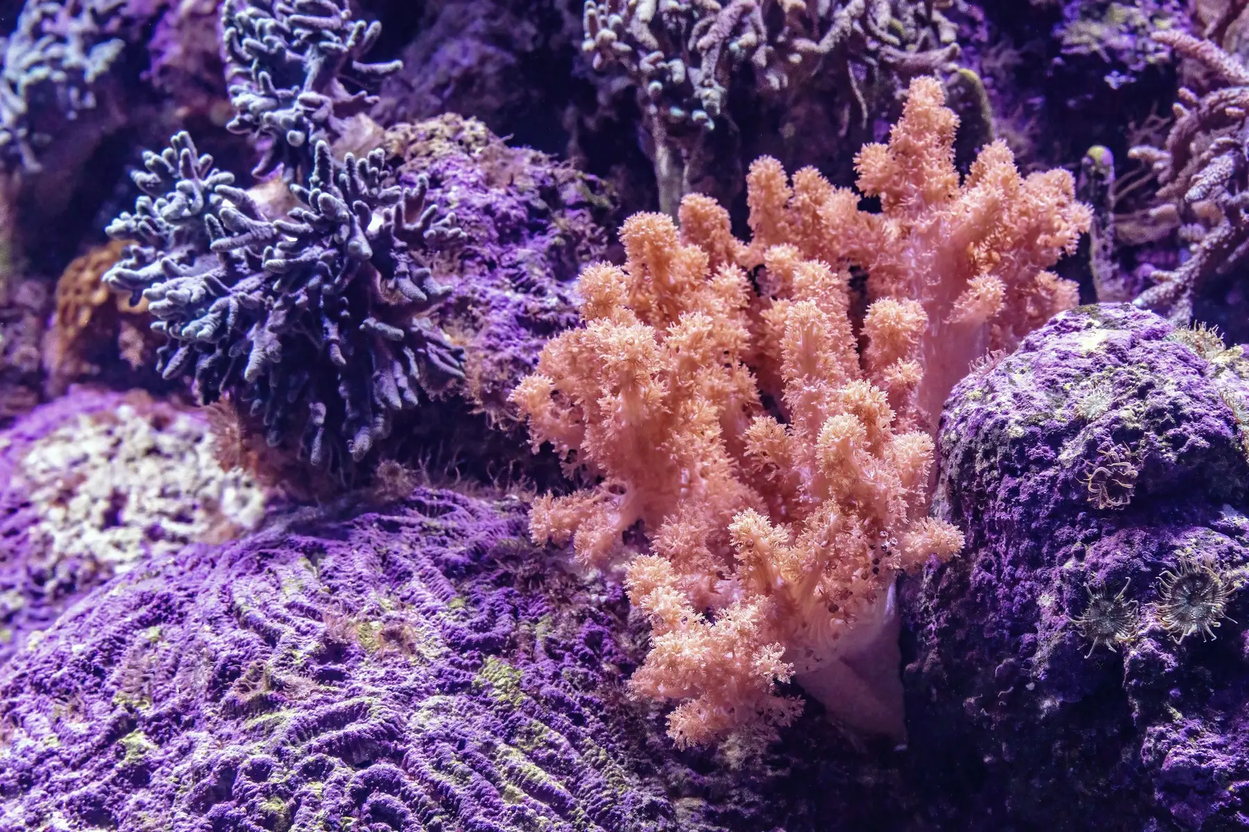 Coral colonies under reef lighting