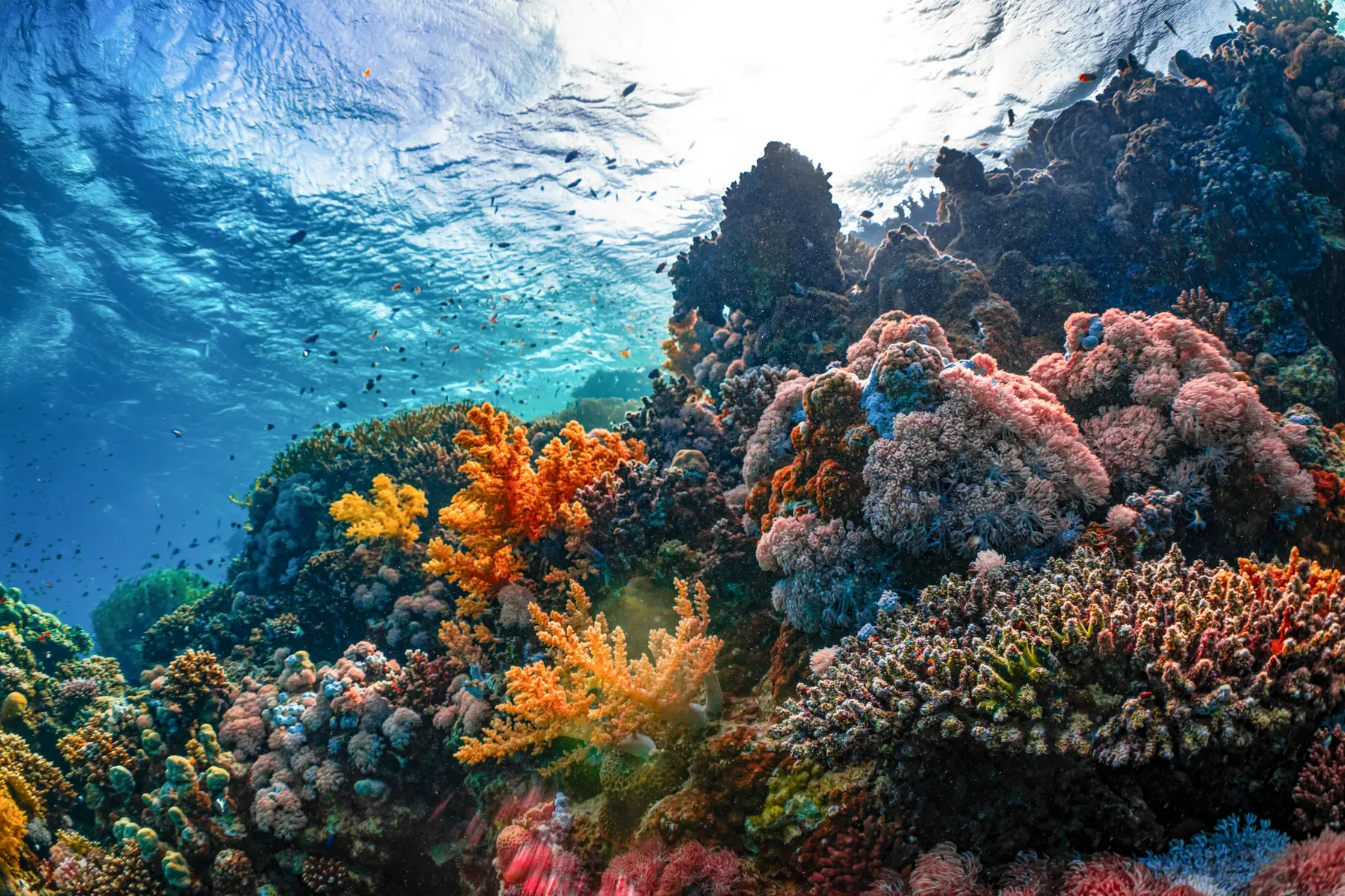 A mature reef aquarium display